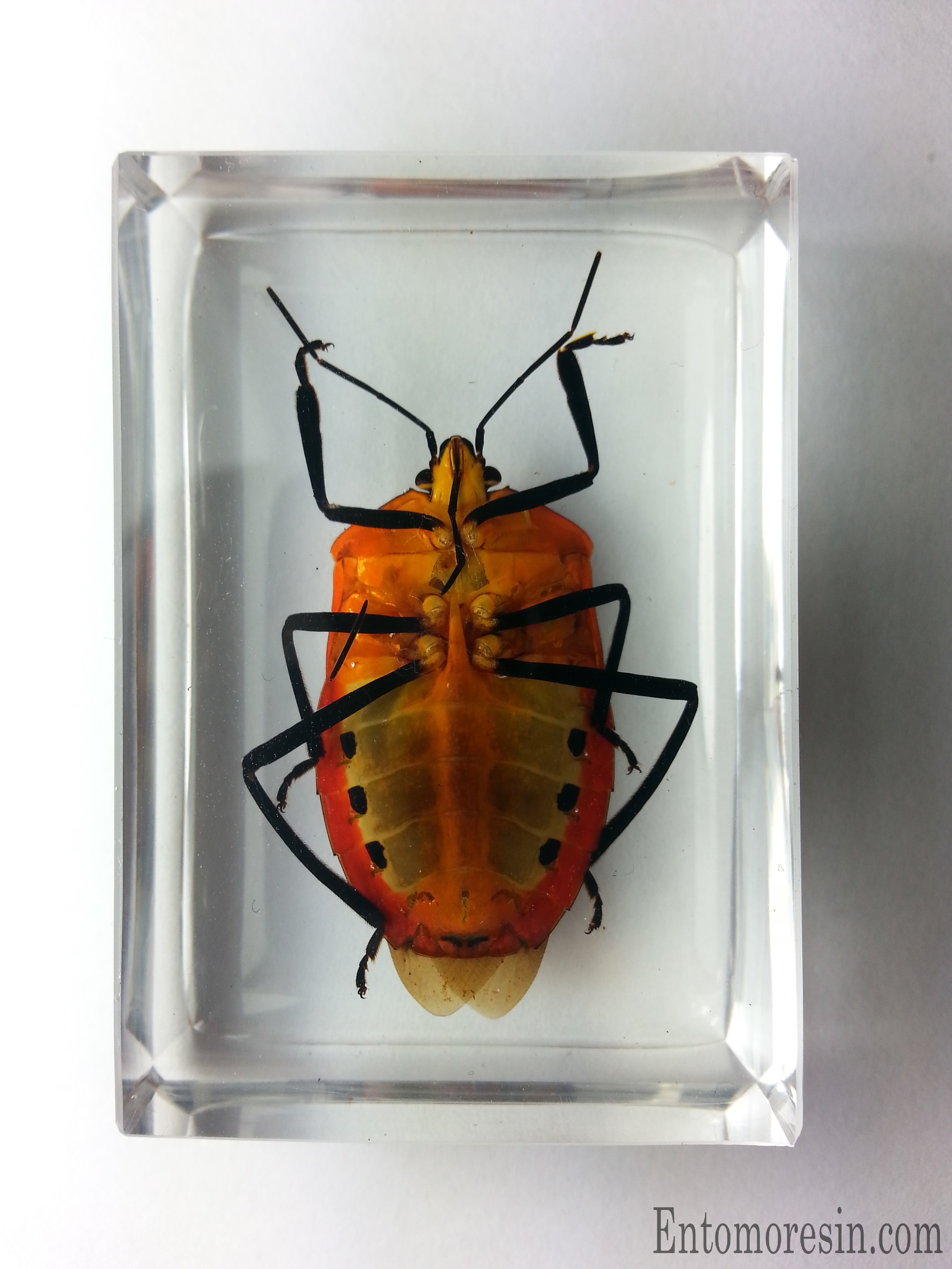 CATACANTHUS PUNCTUS RESIN ENCAPSULATION