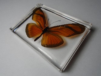 dryas_1.jpg (6629777 bytes)