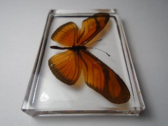 dryas_2.jpg (6663472 bytes)