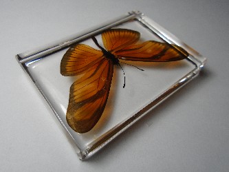 dryas_3.jpg (6619402 bytes)