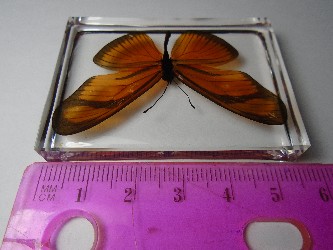 dryas_4.jpg (7018169 bytes)