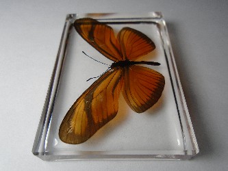 dryas_5.jpg (6708817 bytes)