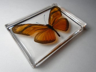 dryas_6.jpg (6609438 bytes)