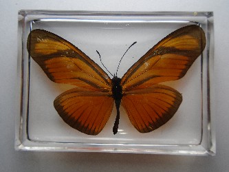 dryas_7.jpg (6937277 bytes)